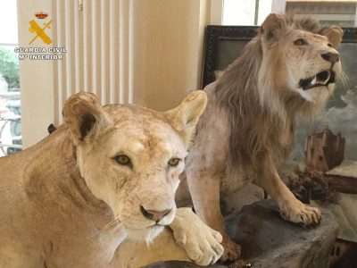 2 Leones naturalizados