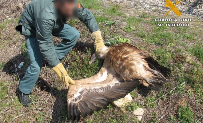 ASISTENCIA BUITRE HERIDO