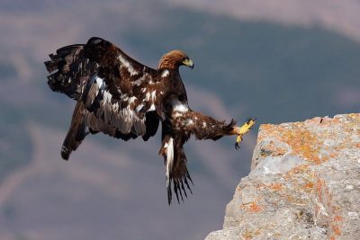 Aguila