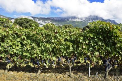 viñedo rioja alavesa