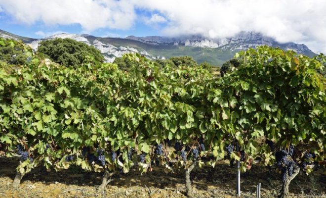 viñedo rioja alavesa