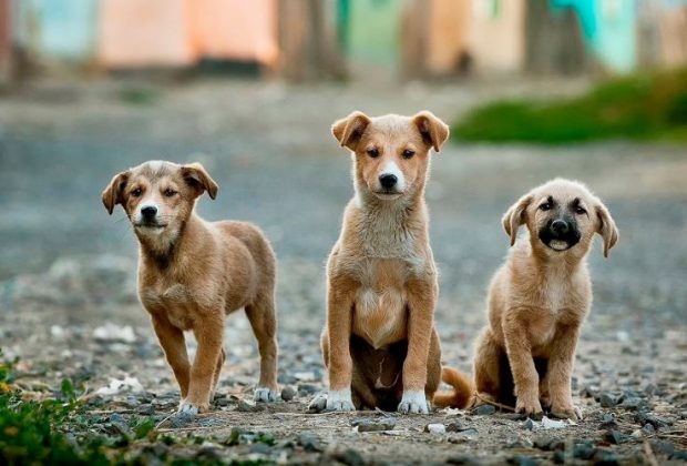 Perros